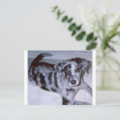 Carte Postale chiot merle bleu -Catahoula.png (Debout devant)