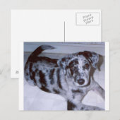 Carte Postale chiot merle bleu -Catahoula.png (Devant / Derrière)