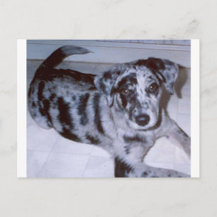 Carte Postale chiot merle bleu -Catahoula.png
