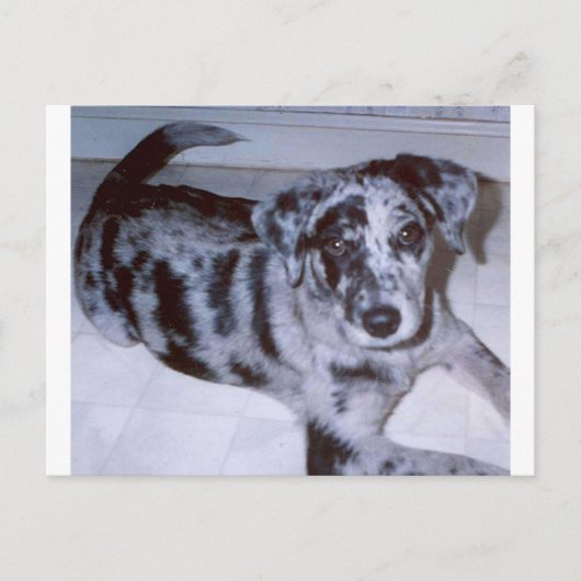 Carte Postale chiot merle bleu -Catahoula.png (Devant)