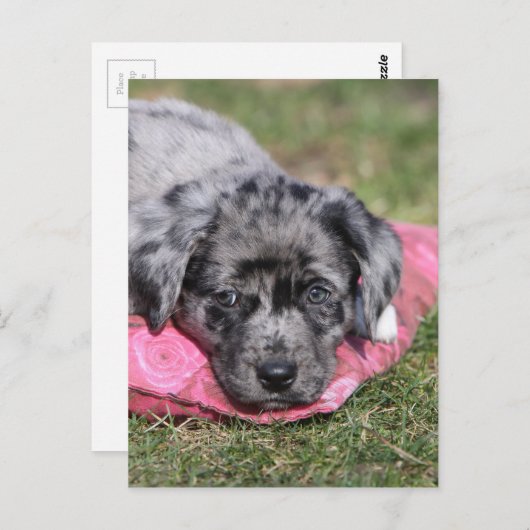 Carte Postale Chiot mignon (Devant / Derrière)