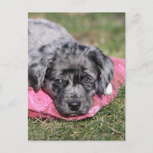 Carte Postale Chiot mignon (Devant)