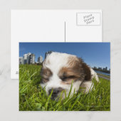 Carte Postale Chiot mignon dans un parc, Vancouver, BC, Canada. (Devant / Derrière)