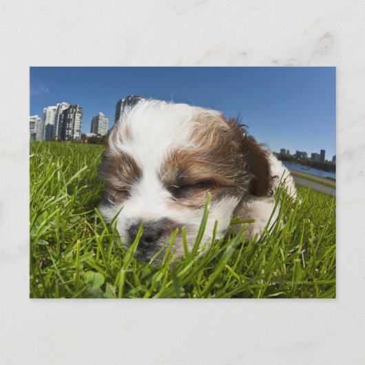 Carte Postale Chiot mignon dans un parc, Vancouver, BC, Canada. (Devant)