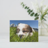Carte Postale Chiot mignon dans un parc, Vancouver, BC, Canada. (Debout devant)