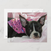 Carte Postale Chiot mignon de Boston Terrier (Devant / Derrière)