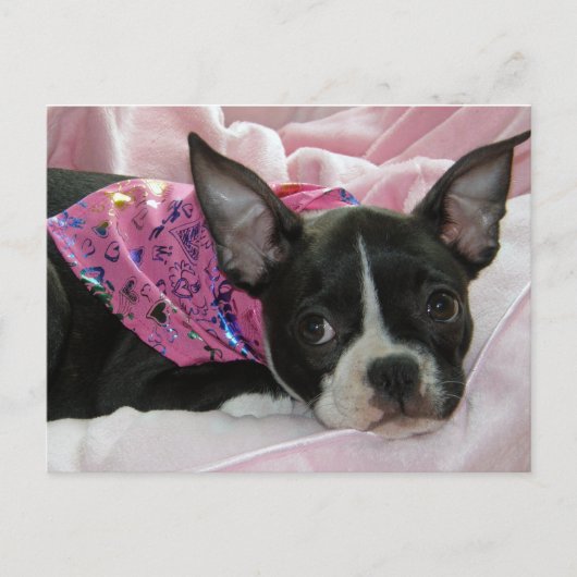 Carte Postale Chiot mignon de Boston Terrier (Devant)