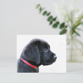 Carte Postale Chiot mignon de Labrador noir - Labrador noir (Debout devant)
