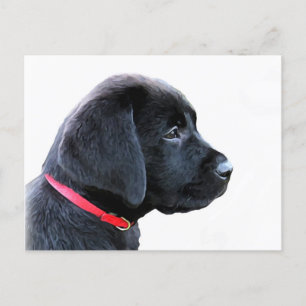 Carte Postale Chiot mignon de Labrador Retriever noir - Labrador