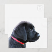 Carte Postale Chiot mignon de Labrador Retriever noir - Labrador (Devant / Derrière)