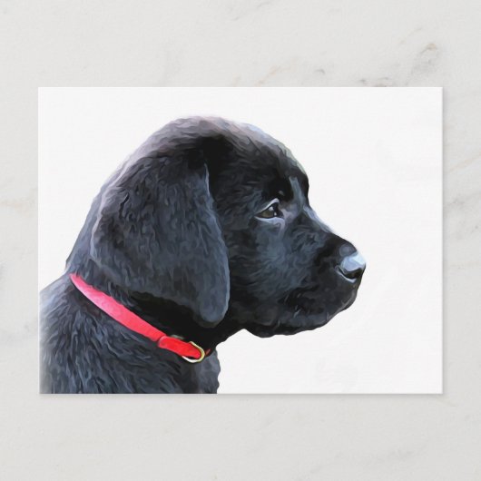 Carte Postale Chiot mignon de Labrador Retriever noir - Labrador (Devant)