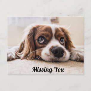 Carte Postale Chiot Mignon/Spaniel aux Yeux Tristes Photo Vous M