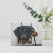 Carte Postale Chiot noir Dachshund (Debout devant)