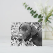 Carte Postale Chiot noir de laboratoire (Debout devant)