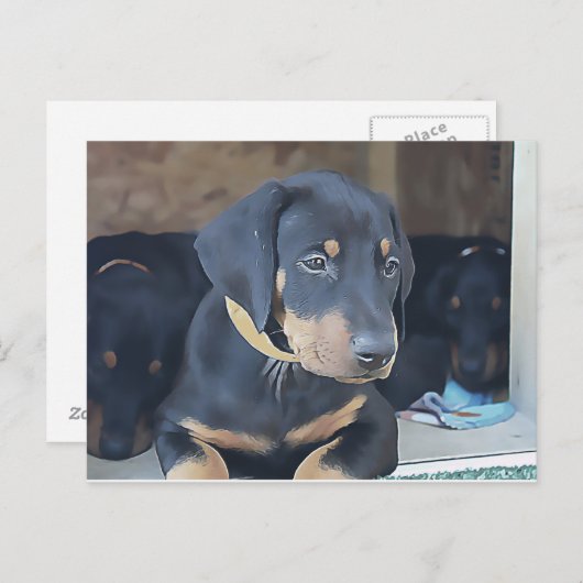 Carte Postale Chiot noir Doberman (Devant / Derrière)