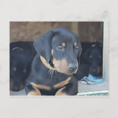 Carte Postale Chiot noir Doberman (Devant)