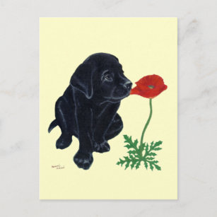 Carte Postale Chiot noir Labrador