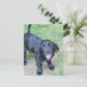 Carte Postale Chiot noir mignon (Debout devant)