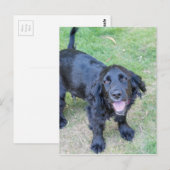 Carte Postale Chiot noir mignon (Devant / Derrière)