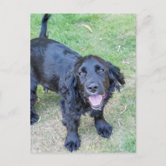 Carte Postale Chiot noir mignon (Devant)