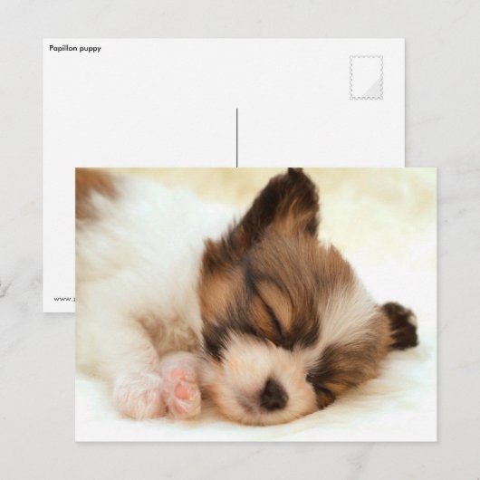 Carte Postale Chiot papillon (Devant / Derrière)