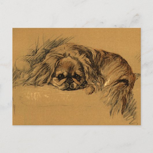 Carte Postale Chiot Pekingeses vintage (Devant)