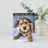 Carte Postale Chiot pelucheux 3855 (Debout devant)
