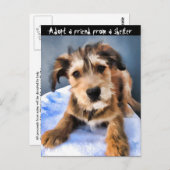 Carte Postale Chiot pelucheux 3855 (Devant / Derrière)