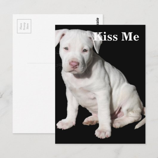 Carte Postale Chiot Pitbull blanc bébé (Devant / Derrière)