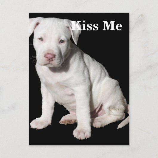Carte Postale Chiot Pitbull blanc bébé (Devant)