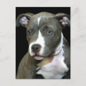 Carte Postale Chiot Pitbull bleu (Devant)