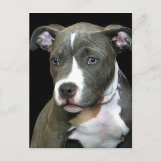 Carte Postale Chiot Pitbull bleu (Devant)