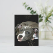 Carte Postale Chiot Pitbull bleu (Debout devant)