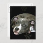 Carte Postale Chiot Pitbull bleu (Devant / Derrière)