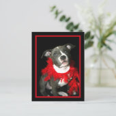 Carte Postale Chiot Pitbull bleu (Debout devant)
