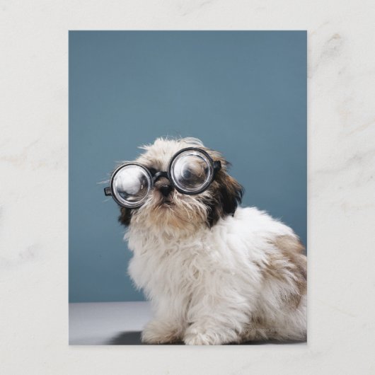 Carte Postale Chiot portant des lunettes épaisses (Devant)