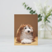 Carte Postale Chiot portant une perruque au gingembre (Debout devant)