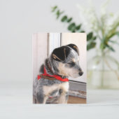 Carte Postale Chiot posé (Debout devant)