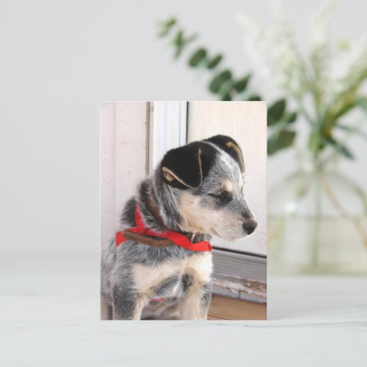 Carte Postale Chiot posé (Debout devant)