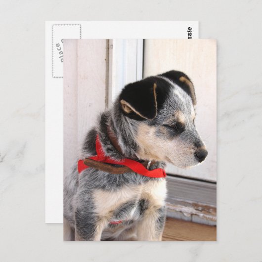 Carte Postale Chiot posé (Devant / Derrière)