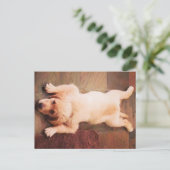 Carte Postale Chiot Qui Dit Drôle (Debout devant)