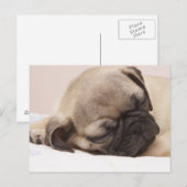 Carte Postale Chiot qui dort rondement (Devant / Derrière)
