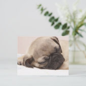 Carte Postale Chiot qui dort rondement (Debout devant)
