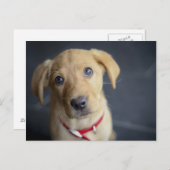 Carte Postale Chiot Red Fox Labrador (Devant / Derrière)