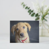 Carte Postale Chiot Red Fox Labrador (Debout devant)