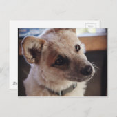 Carte Postale Chiot Ringo du Queensland Heeler (Devant / Derrière)
