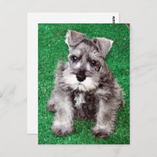 Carte postale Chiot Schnauzer Miniature (Devant / Derrière)