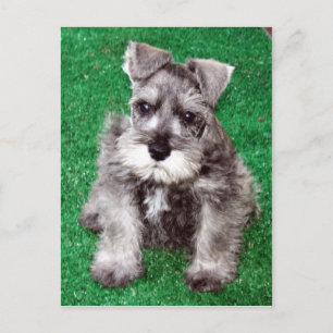 Carte postale Chiot Schnauzer Miniature
