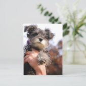 Carte Postale Chiot Schnauzer Miniature (Debout devant)