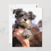 Carte Postale Chiot Schnauzer Miniature (Devant / Derrière)